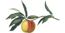 peach