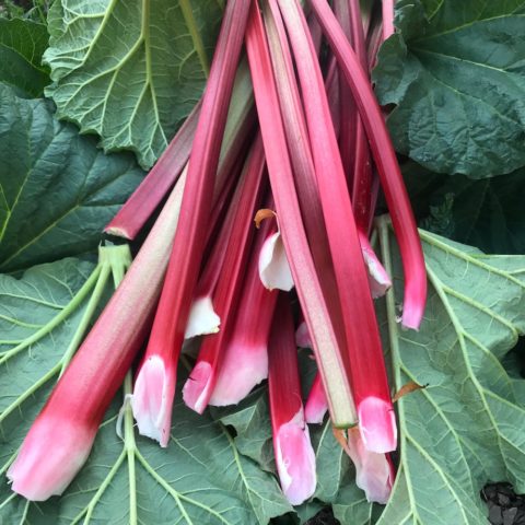 Rhubarb Plant