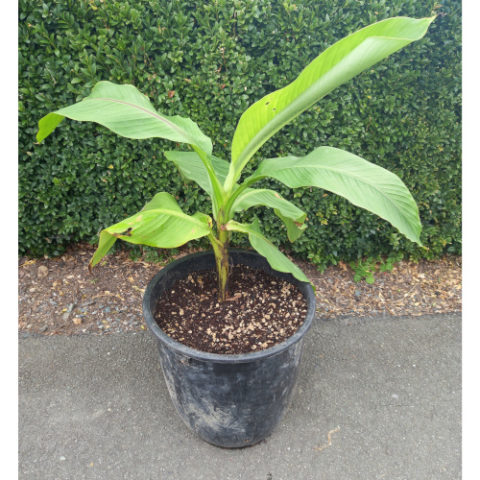 Banana Plant 20 – 30cm