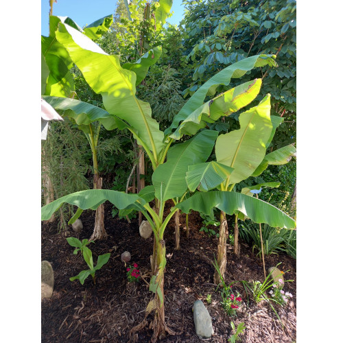 Banana Plant 20 30cm Willow Bank Heritage Village
