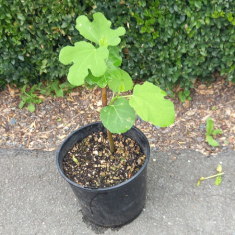 Fig Tree Of Stromboli Italy Over 30 – 40cm