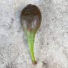 Fig Tree of Stromboli Italy up to 20cm - Image 2