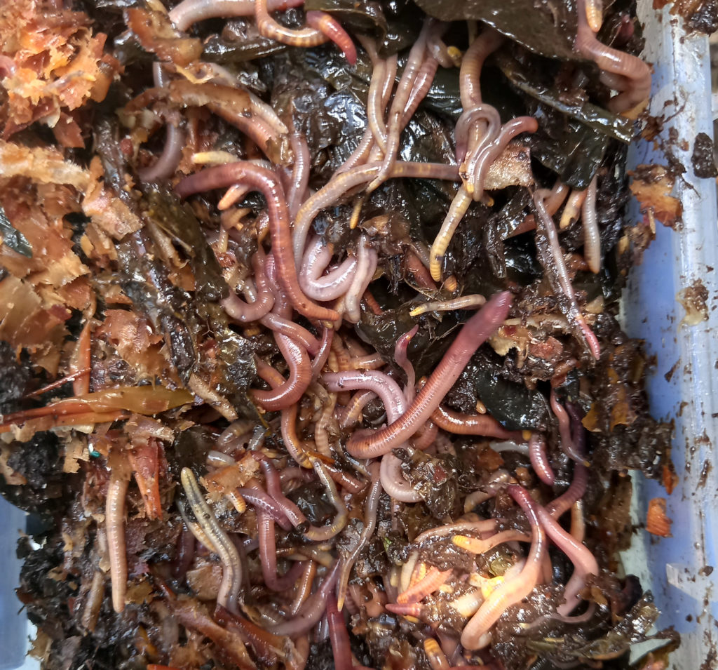 250g Composting Worms Tiger Worms (Eisenia Fetida) Willow Bank