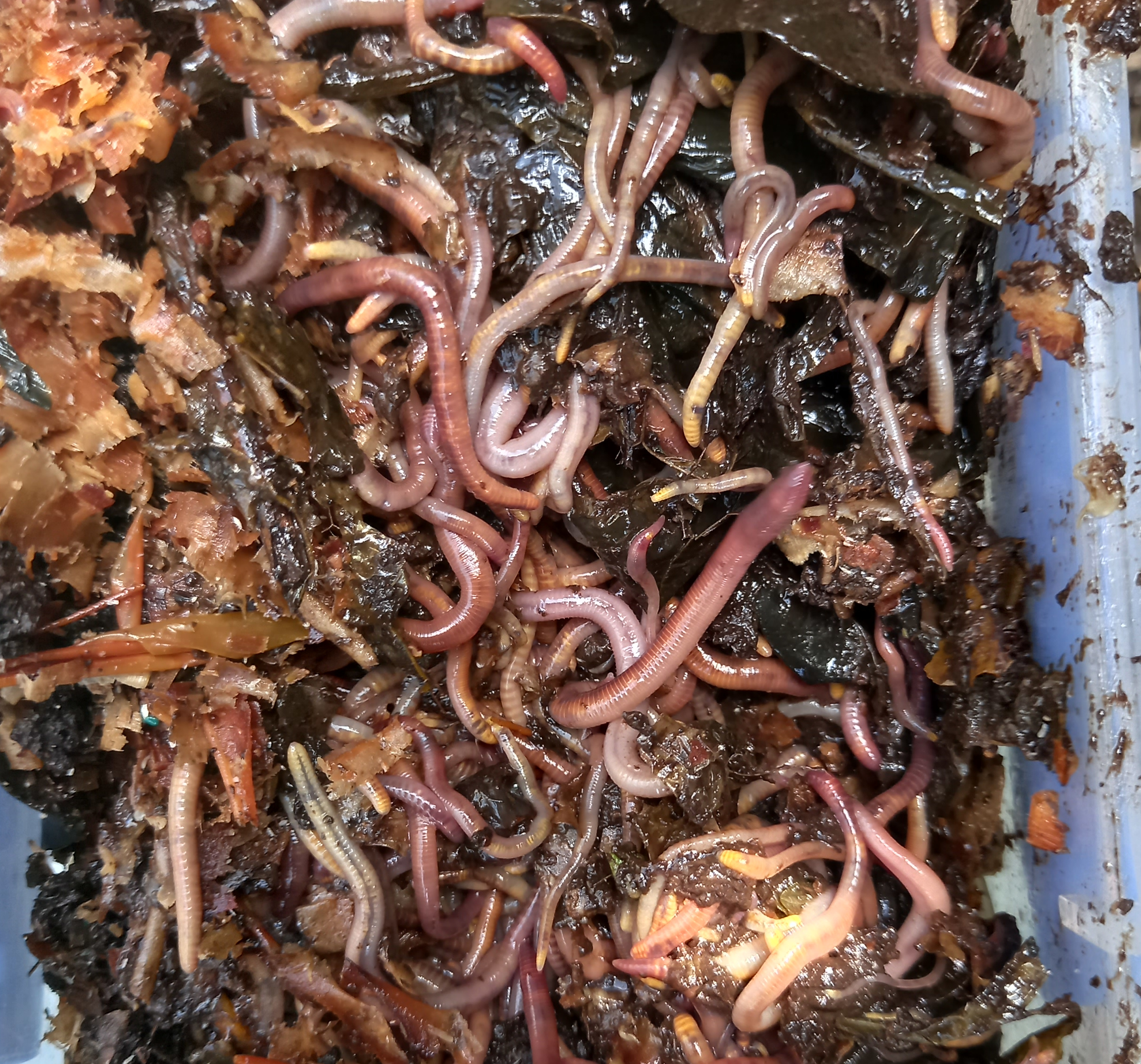 Worms