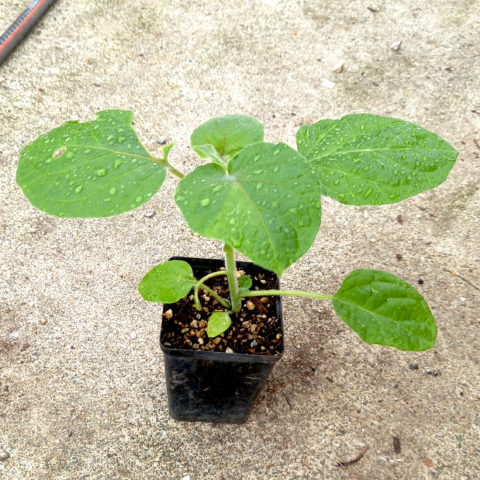 Cape Gooseberry (Physalis Peruviana) About 15cm