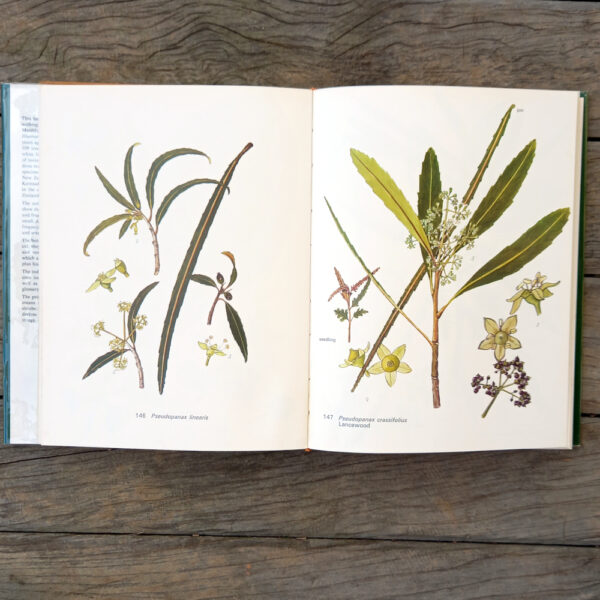 Eagle's Trees and Shrubs of New Zealand in Colour First Edition (BKG-008) - Image 2