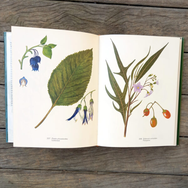 Eagle's Trees and Shrubs of New Zealand in Colour First Edition (BKG-008) - Image 3
