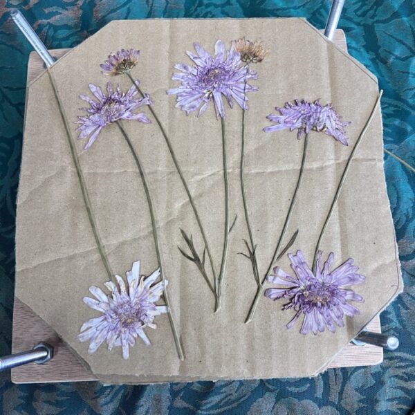 Flower Press Plain (New Zealand Made) (CWWB-007) - Image 4