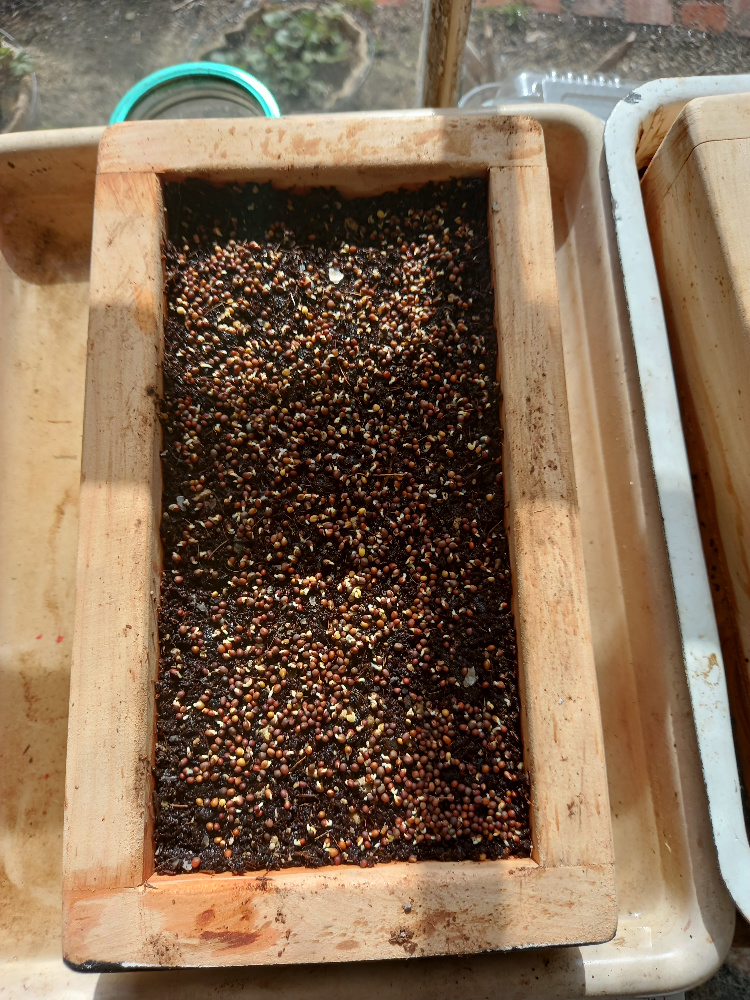 Spread the soaked seeds evenly over the moistened soil.