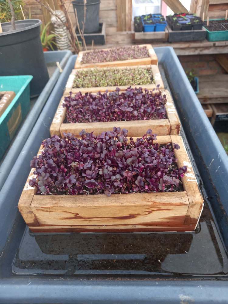 Wooden boxes designed for growing microgreens and sprouts at home