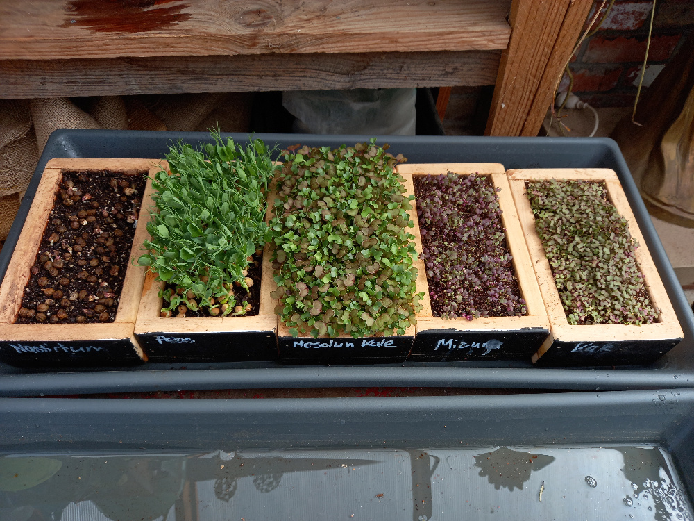Wooden boxes designed for growing microgreens and sprouts at home