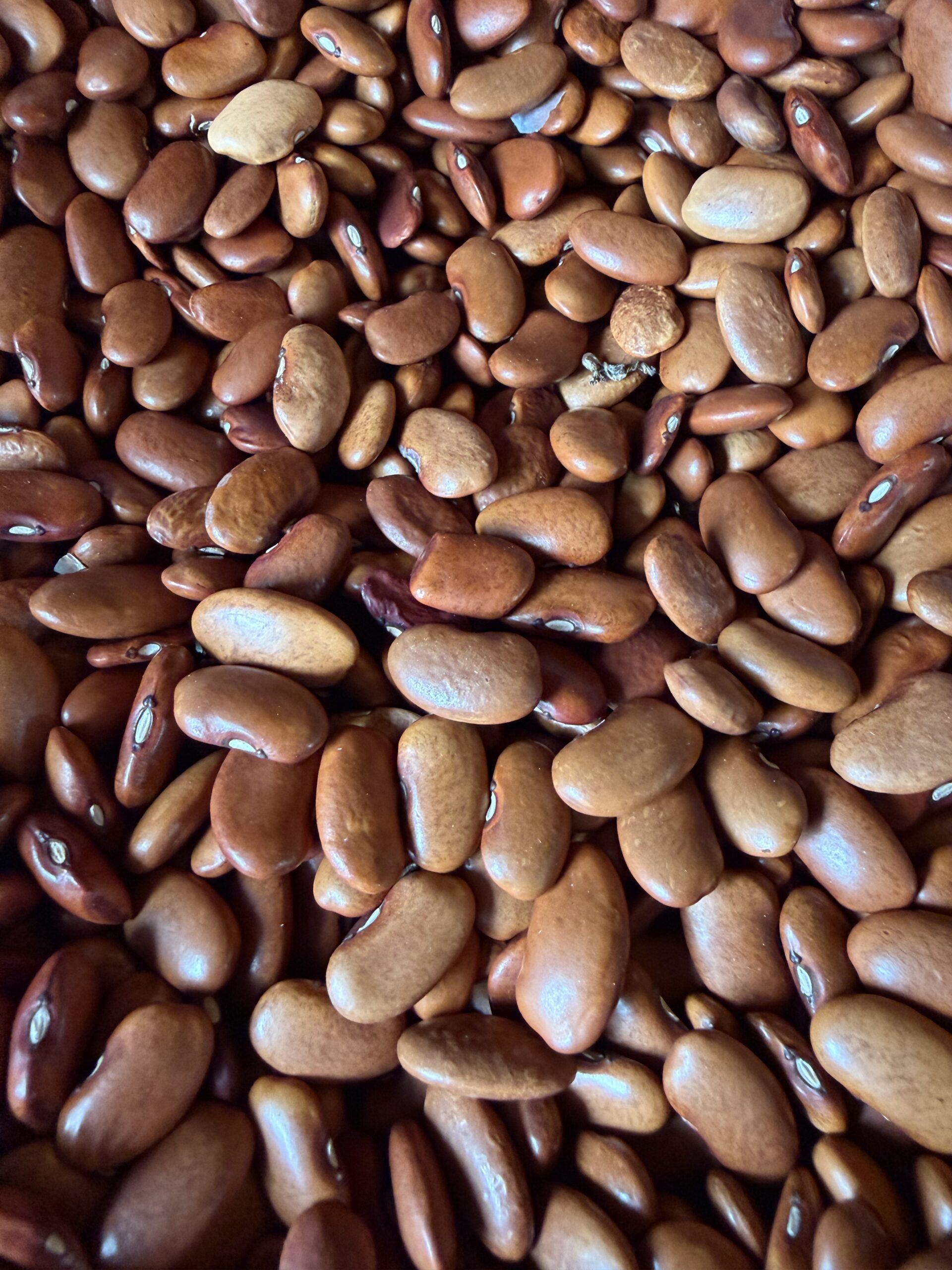 Purple Pod Climbing Bean seeds for a children's holiday activity at Willow Bank Heritage Village