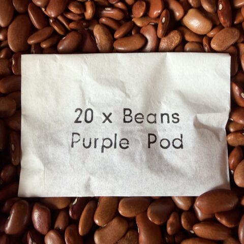Packet of 20 Purple Pod Climbing Bean seeds for a children's holiday activity
