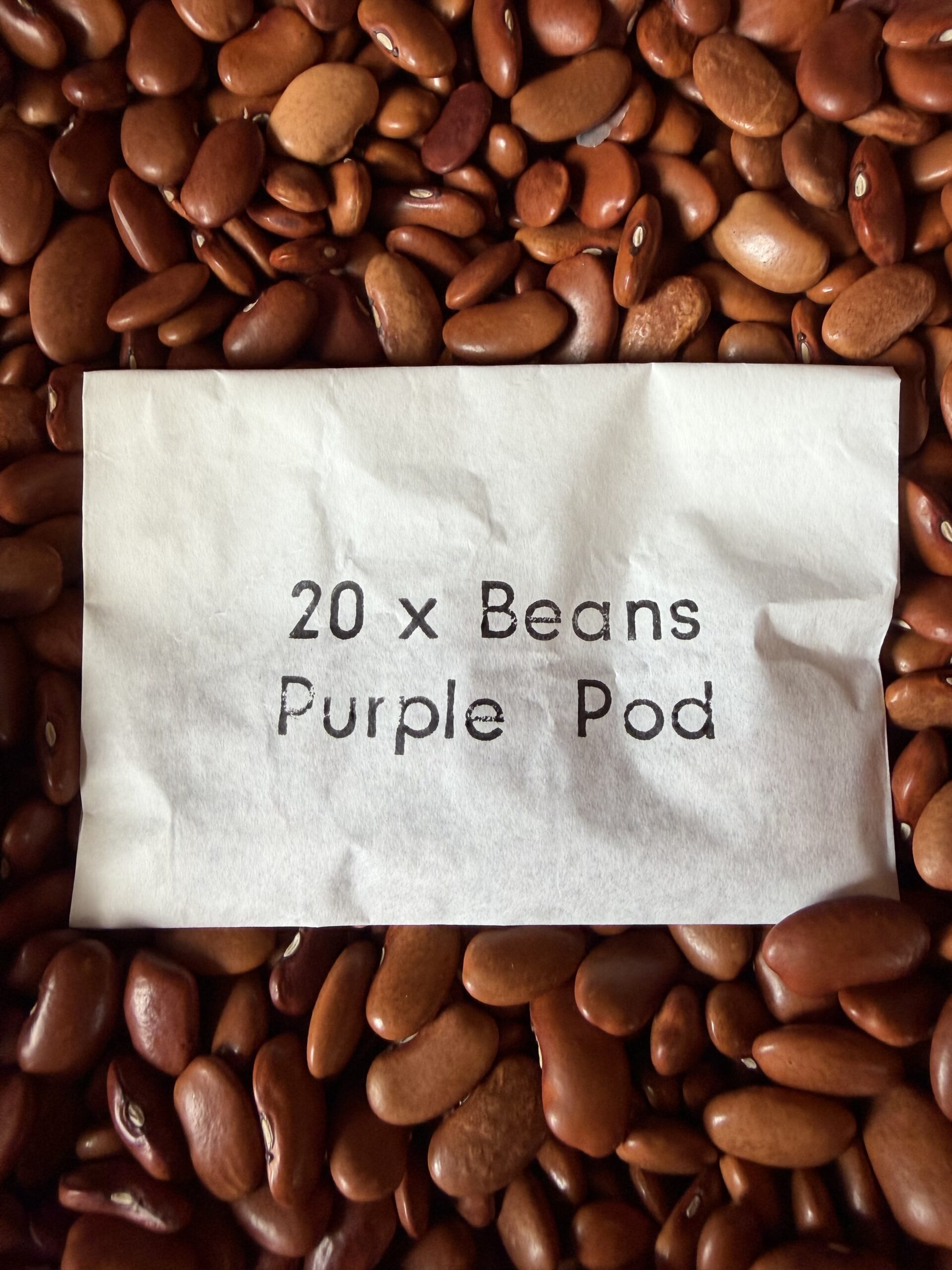 Packet of 20 Purple Pod Climbing Bean seeds for a children's holiday activity