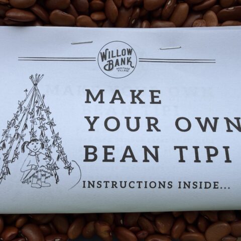 Purple Pod Bean Growing Activity
