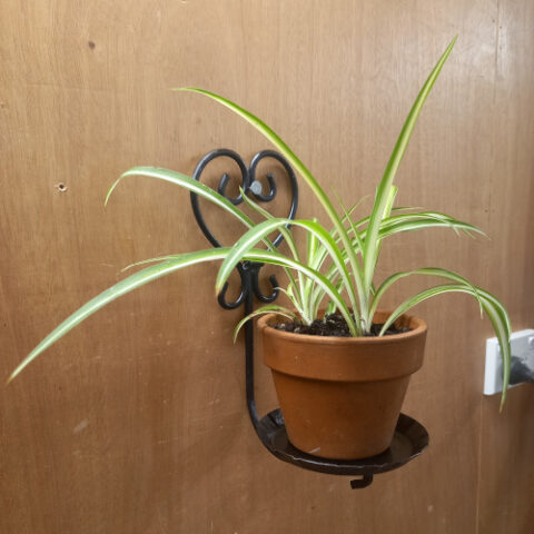 Genuine 1960s wrought iron wall plant holder displaying a potted spider plant