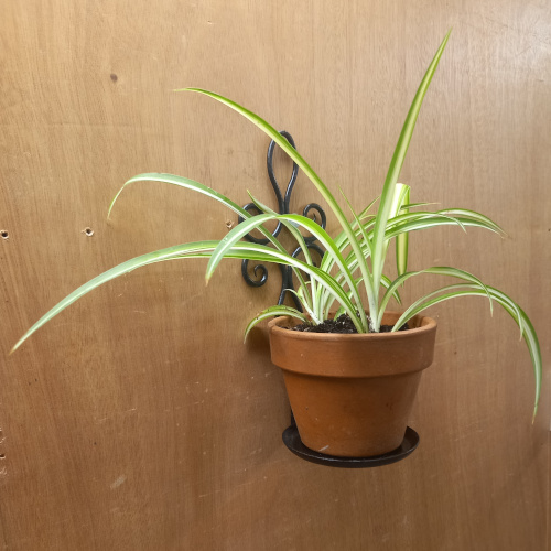 Genuine 1960s wrought iron wall plant holder displaying a potted spider plant